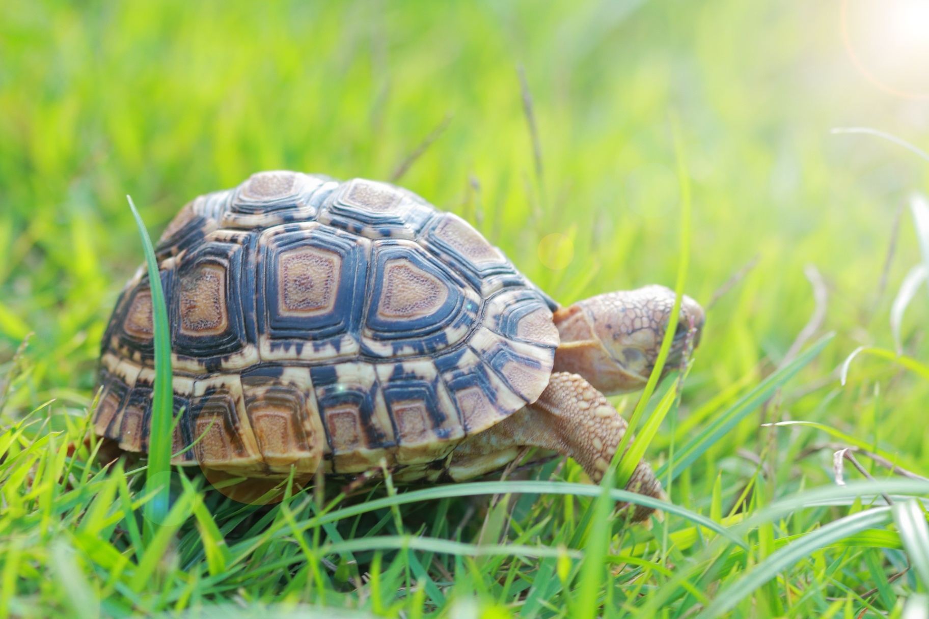 A close-up of a turtle walking through the grass. This can symbolize the steady pace of trauma therapy in Delray Beach, FL. Learn more about trauma treatment in palm Beach, FL, and other services offered by a trauma therapist today. 
