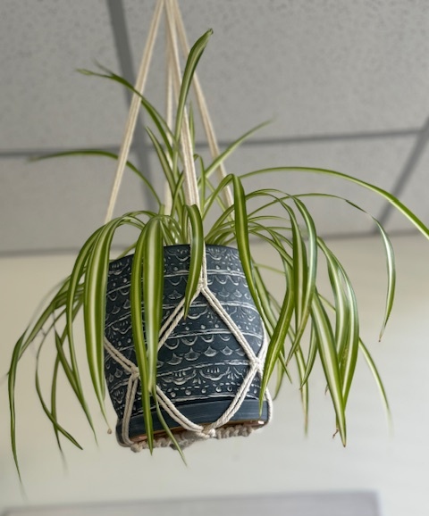 A hanging potted plant in the therapy room of Mangrove Therapy Group.Contact a therapist in Delray Beach, FL to learn how they can offer support in learning more about the benefits of gardening and planting. Search for EMDR therapy in Palm Beach, FL or Palm Beach County, FL therapy today. 