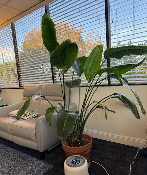 A close up of a healthy plant sitting near a window and couch. Contact a therapist in Delray Beach, FL to learn how they can offer support in learning more about the benefits of gardening and planting. Search for EMDR therapy in Palm Beach, FL or Palm Beach County, FL therapy today. 