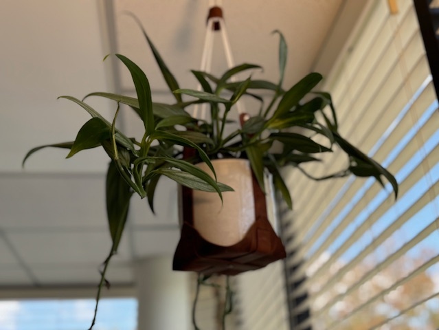 A close-up of a plant hanging from the ceiling. Search for a therapist in Delray Beach, FL to learn more about mindfulness and how plants can help. They can offer trauma therapy in Delray Beach, FL and other services.