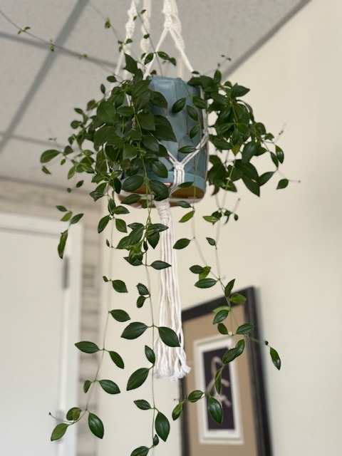 An image of plants in a therapy room for Mangrove Therapy Group. Search for a therapist in Delray Beach, FL to learn more about mindfulness and how plants can help. They can offer trauma therapy in Delray Beach, FL and other services. 