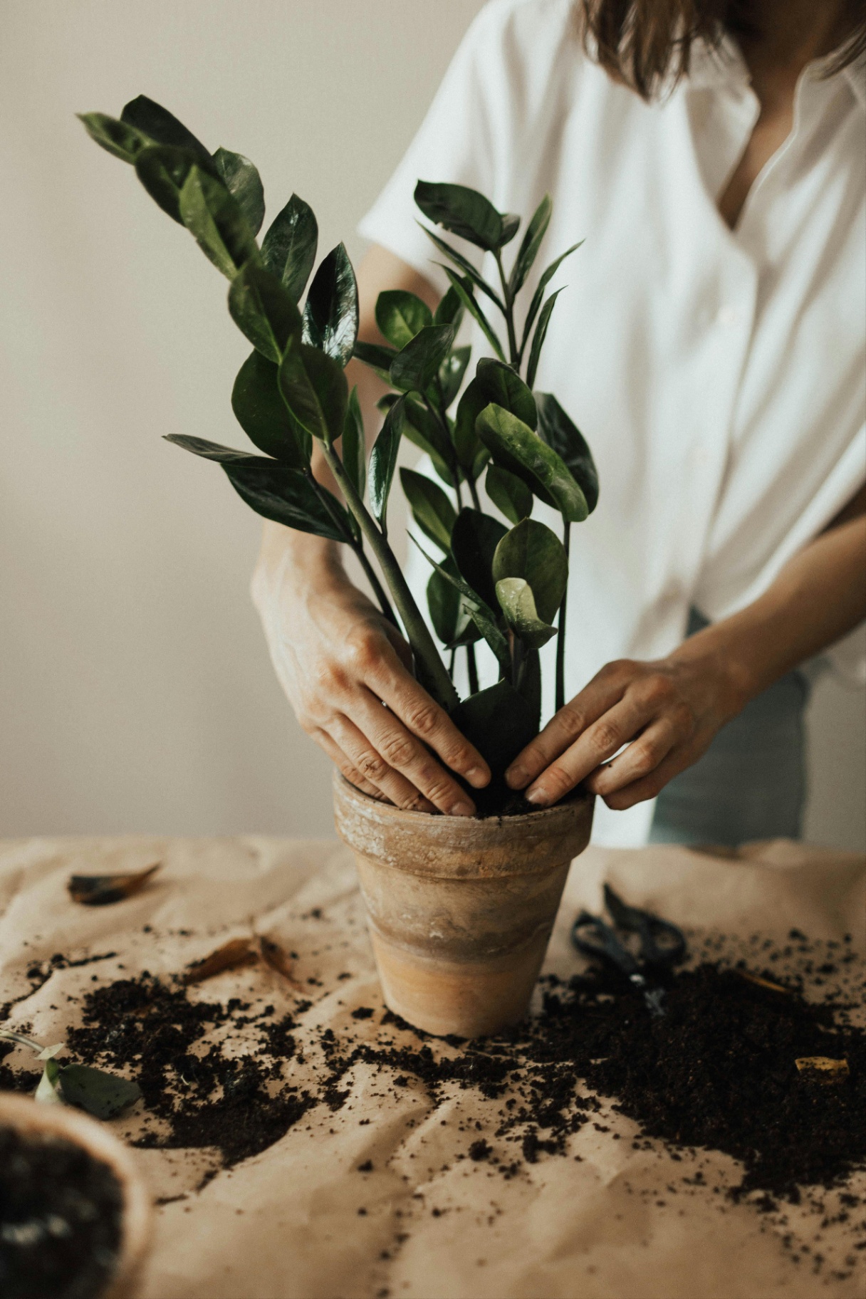 A close up of a person repotting a plant. Tending to plants can be a great way to cultivate mindfulness with the help of a therapist in Delray Beach, FL. Search for EMDR therapy in Palm Beach, FL or online therapy in Florida to learn more about the support Palm Beach County, FL therapy can offer.